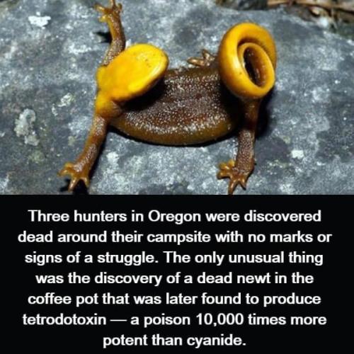 1684156523.1006532