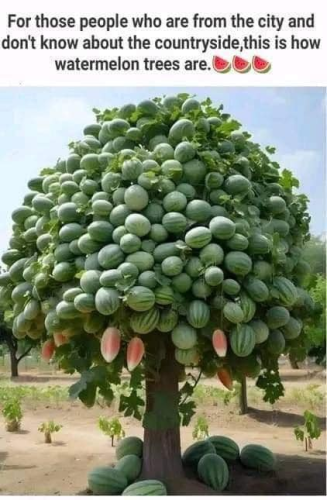 watermelon tree