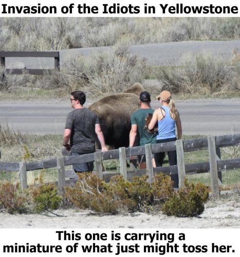 Invasion of the Idiots in Yellowstone
