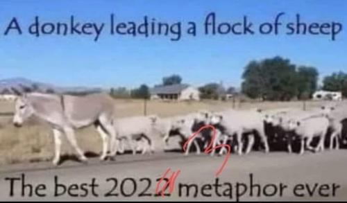 donkey_leading_sheep