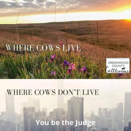 where  cows live