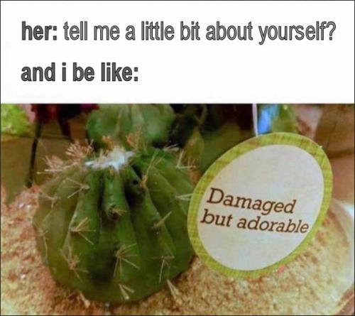 damaged and adorable