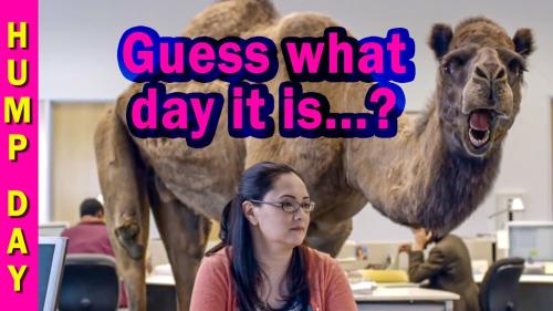 Hump Day