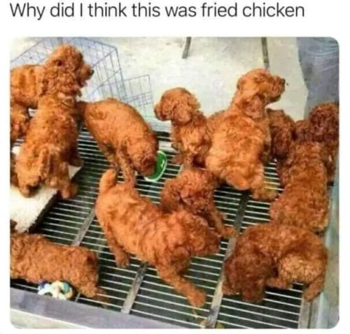 not chicken
