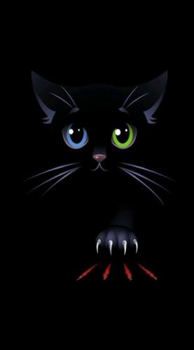 Black cat with multicolor eyes