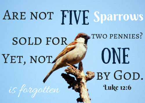 Luke-12-6-scripture-card-1
