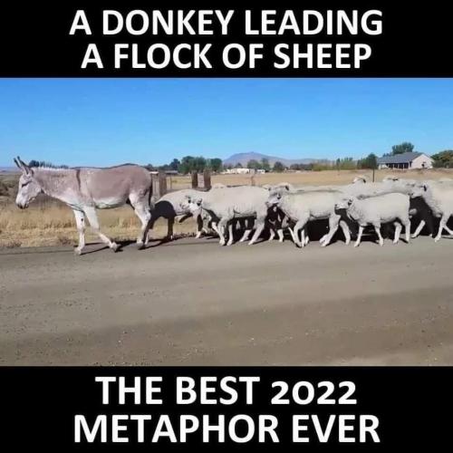 donkey=sheep