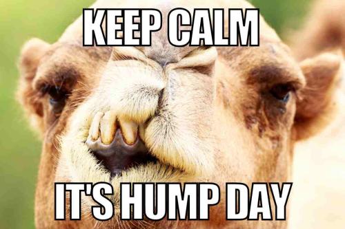 1-Hump Day
