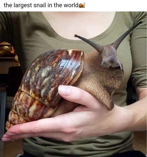 worlds largest snail