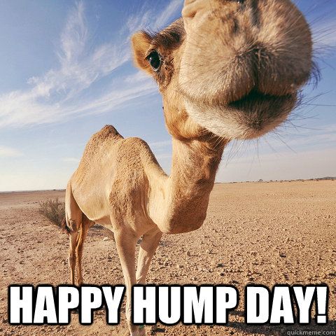 1-Hump Day