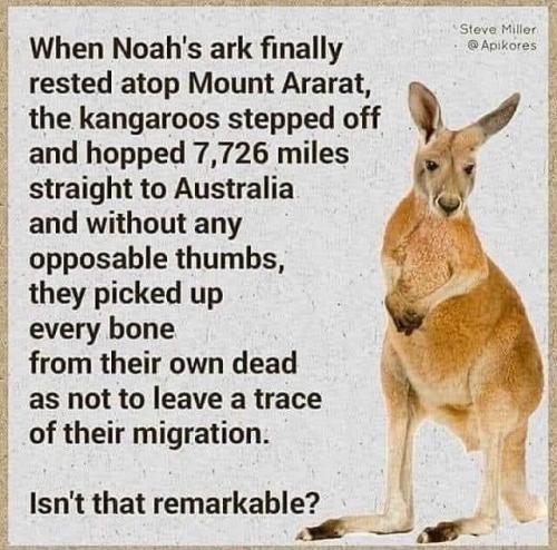 Kangaroos picked up every bone