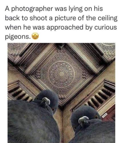 curious pigeons