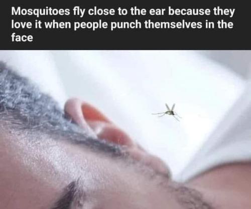 mosquito  theory