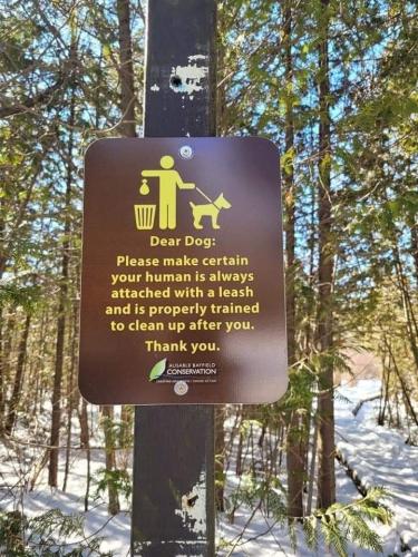 Dear Dogs
