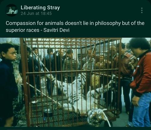 compassion for animals