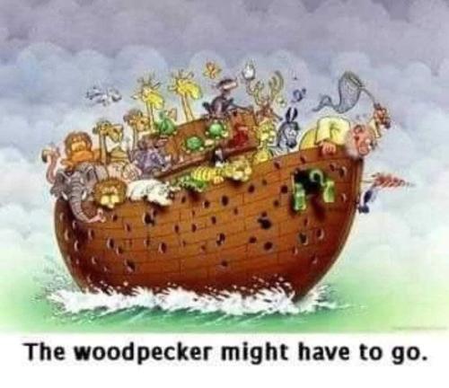 The woodpecker might have to go