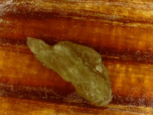 EYE SPIDER LINES CLAMP NODE