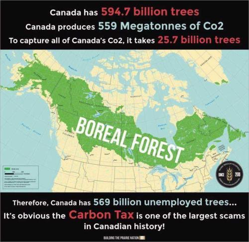 594 billion trees