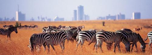 Nairobi-national-park-1-2