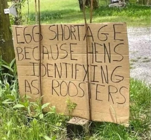 Hens as roosters