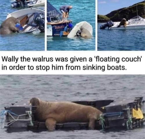 wally the walrus