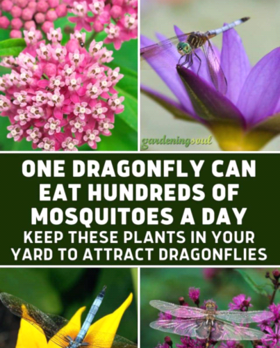 Screenshot_2023-07-16-00-03-18_kindlephoto-971977136