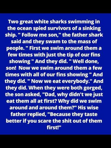 2 great white sharks