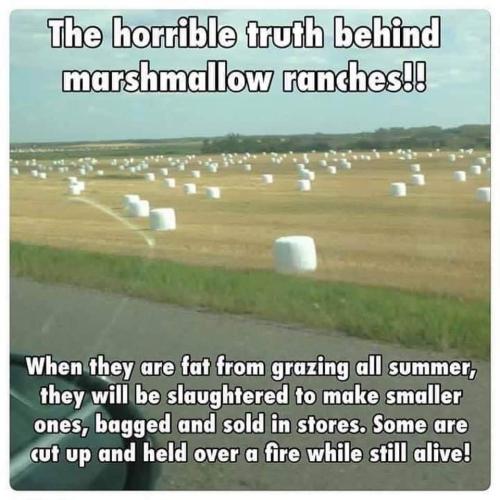 horrible truth