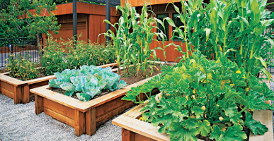 Zoom - July 18, 2023 - Faith Over Fear - Turn Your Backyard into Resources for Self-Sufficiency, Health and Resilience