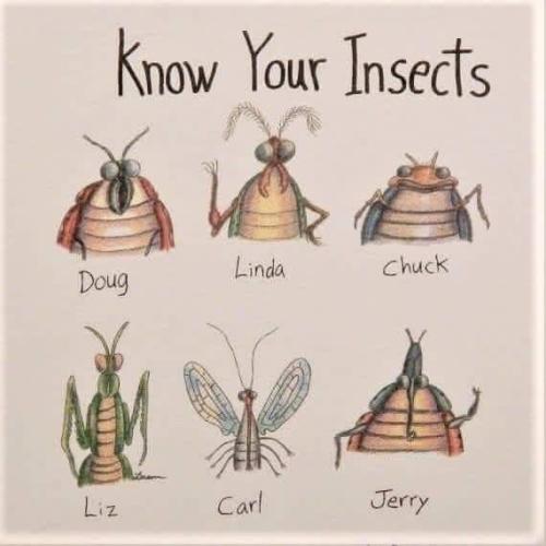 know your insects