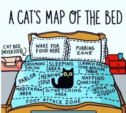 a cats map