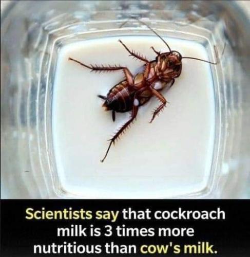 cockroach milk
