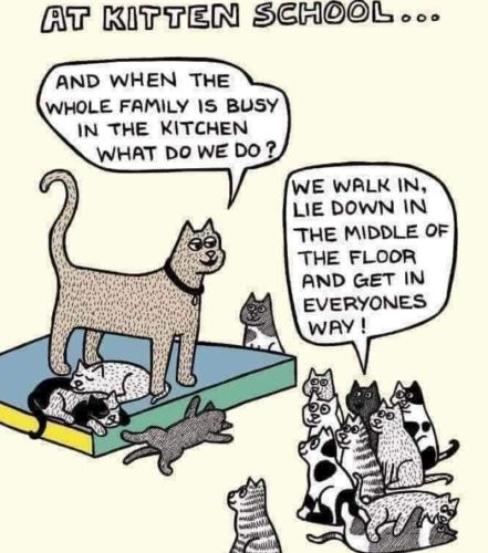 at kitten school