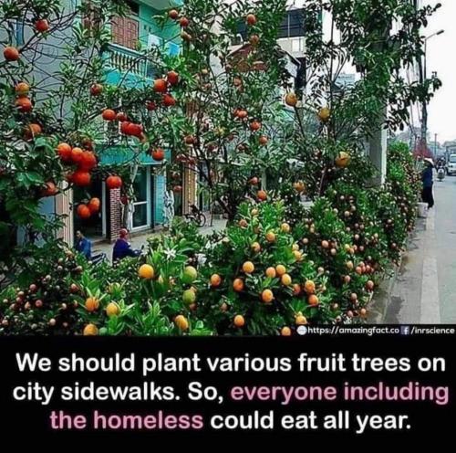 plant trees