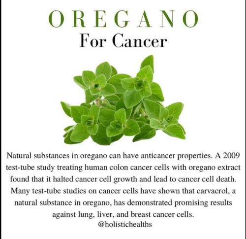 Oregano for Cancer