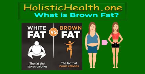 HolisticHealth.one - What is Brown Fat