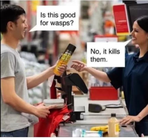 wasps