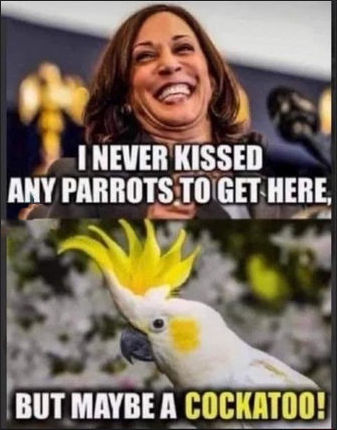 kamala harris242