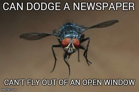 cant fly out a window