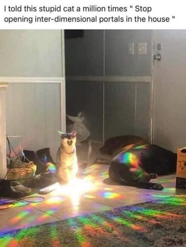 cat_interdimensional_portals