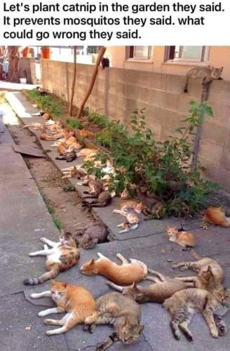 FB_IMG_1689101162613