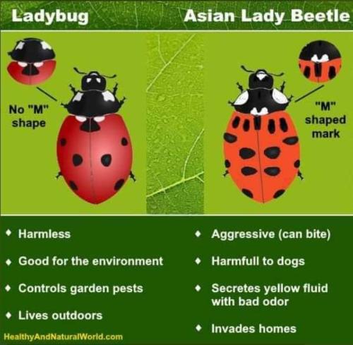 lady bugs