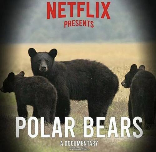 polar bears