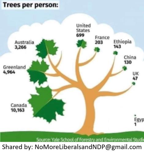 trees per person