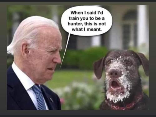 hunter dog