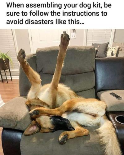 assembling your dog