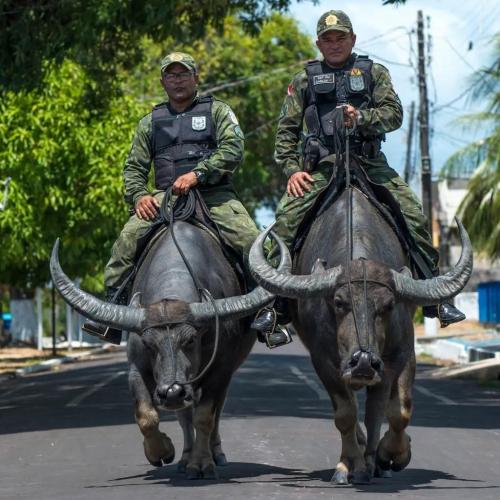 Water buffalo patrol, Brazil 🇧🇷