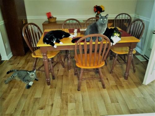 cats on table 3