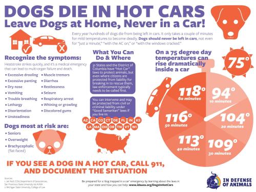 hotcarinfographic-081720
