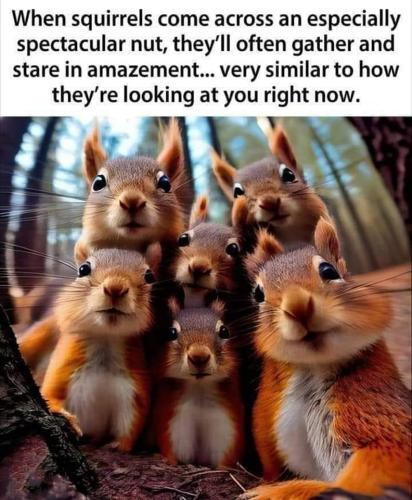 Squirrels staring at liberals